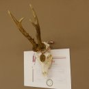 Rehgeweih Medaillenklasse Bronze 501 g CIC 110,54 IP HL bis 25 cm kapitaler Bock Reh Geweih Gehörn