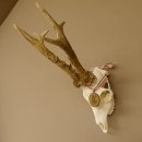 Rehgeweih Medaillenklasse Bronze 501 g CIC 110,54 IP HL bis 25 cm kapitaler Bock Reh Geweih Gehörn