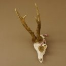 Rehgeweih Medaillenklasse Bronze 501 g CIC 110,54 IP HL bis 25 cm kapitaler Bock Reh Geweih Gehörn