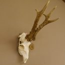 Rehgeweih Medaillenklasse Bronze 501 g CIC 110,54 IP HL bis 25 cm kapitaler Bock Reh Geweih Gehörn