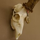 Rehgeweih Medaillenklasse Bronze 501 g CIC 110,54 IP HL bis 25 cm kapitaler Bock Reh Geweih Gehörn