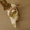 Rehgeweih Medaillenklasse Bronze 501 g CIC 110,54 IP HL bis 25 cm kapitaler Bock Reh Geweih Gehörn