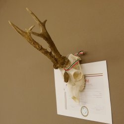 Rehgeweih Medaillenklasse Bronze 501 g CIC 110,54 IP HL bis 25 cm kapitaler Bock Reh Geweih Gehörn