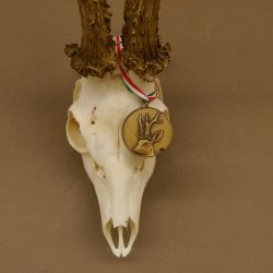 Rehgeweih Medaillenklasse Bronze 501 g CIC 110,54 IP HL bis 25 cm kapitaler Bock Reh Geweih Gehörn