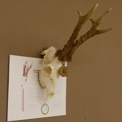 Rehgeweih Medaillenklasse Bronze 501 g CIC 110,54 IP HL bis 25 cm kapitaler Bock Reh Geweih Gehörn