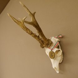 Rehgeweih Medaillenklasse Bronze 501 g CIC 110,54 IP HL bis 25 cm kapitaler Bock Reh Geweih Gehörn