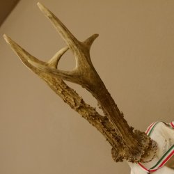 Rehgeweih Medaillenklasse Bronze 501 g CIC 110,54 IP HL bis 25 cm kapitaler Bock Reh Geweih Gehörn