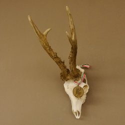 Rehgeweih Medaillenklasse Bronze 501 g CIC 110,54 IP HL bis 25 cm kapitaler Bock Reh Geweih Gehörn