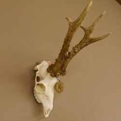 Rehgeweih Medaillenklasse Bronze 501 g CIC 110,54 IP HL bis 25 cm kapitaler Bock Reh Geweih Gehörn