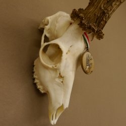 Rehgeweih Medaillenklasse Bronze 501 g CIC 110,54 IP HL bis 25 cm kapitaler Bock Reh Geweih Gehörn