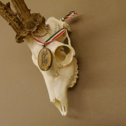 Rehgeweih Medaillenklasse Bronze 501 g CIC 110,54 IP HL bis 25 cm kapitaler Bock Reh Geweih Gehörn