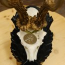 Rehgeweih Medaillenklasse Silber 413 g CIC 117,37 IP HL bis 24,5 cm hochkapitaler Bock Reh Geweih Gehörn Schild