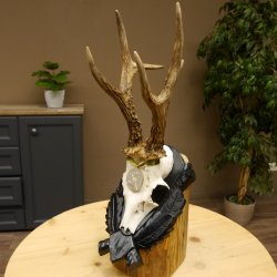 Rehgeweih Medaillenklasse Silber 413 g CIC 117,37 IP HL bis 24,5 cm hochkapitaler Bock Reh Geweih Gehörn Schild