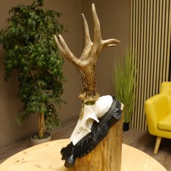 Rehgeweih Medaillenklasse Silber 413 g CIC 117,37 IP HL bis 24,5 cm hochkapitaler Bock Reh Geweih Gehörn Schild