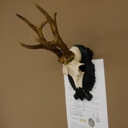 Rehgeweih Medaillenklasse Silber 413 g CIC 117,37 IP HL bis 24,5 cm hochkapitaler Bock Reh Geweih Gehörn Schild