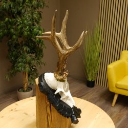 Rehgeweih Medaillenklasse Silber 413 g CIC 117,37 IP HL bis 24,5 cm hochkapitaler Bock Reh Geweih Gehörn Schild