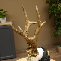 Rehgeweih Medaillenklasse Silber 413 g CIC 117,37 IP HL bis 24,5 cm hochkapitaler Bock Reh Geweih Gehörn Schild