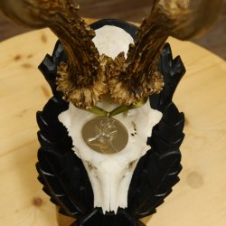 Rehgeweih Medaillenklasse Silber 413 g CIC 117,37 IP HL bis 24,5 cm hochkapitaler Bock Reh Geweih Gehörn Schild