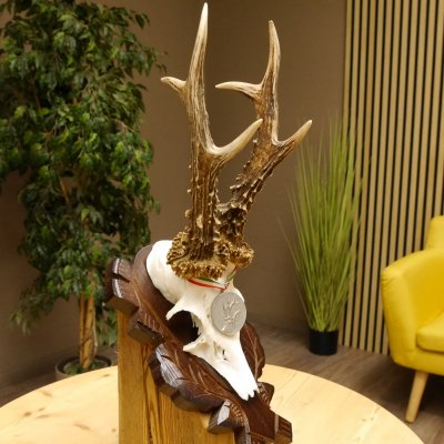 Rehgeweih Medaillenklasse Silber 400 g CIC 117,53 IP HL bis 24,5 cm hochkapitaler Bock Reh Geweih Gehörn Schild