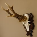 Rehgeweih Medaillenklasse Silber 400 g CIC 117,53 IP HL bis 24,5 cm hochkapitaler Bock Reh Geweih Gehörn Schild