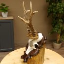 Rehgeweih Medaillenklasse Silber 400 g CIC 117,53 IP HL bis 24,5 cm hochkapitaler Bock Reh Geweih Gehörn Schild