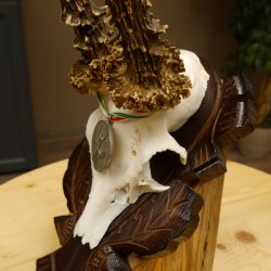 Rehgeweih Medaillenklasse Silber 400 g CIC 117,53 IP HL bis 24,5 cm hochkapitaler Bock Reh Geweih Gehörn Schild