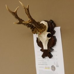 Rehgeweih Medaillenklasse Silber 400 g CIC 117,53 IP HL bis 24,5 cm hochkapitaler Bock Reh Geweih Gehörn Schild