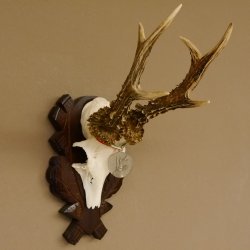 Rehgeweih Medaillenklasse Silber 400 g CIC 117,53 IP HL bis 24,5 cm hochkapitaler Bock Reh Geweih Gehörn Schild