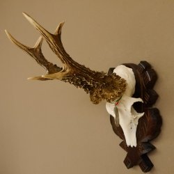 Rehgeweih Medaillenklasse Silber 400 g CIC 117,53 IP HL bis 24,5 cm hochkapitaler Bock Reh Geweih Gehörn Schild