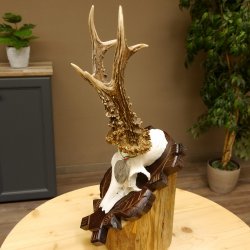 Rehgeweih Medaillenklasse Silber 400 g CIC 117,53 IP HL bis 24,5 cm hochkapitaler Bock Reh Geweih Gehörn Schild