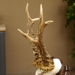 Rehgeweih Medaillenklasse Silber 400 g CIC 117,53 IP HL bis 24,5 cm hochkapitaler Bock Reh Geweih Gehörn Schild