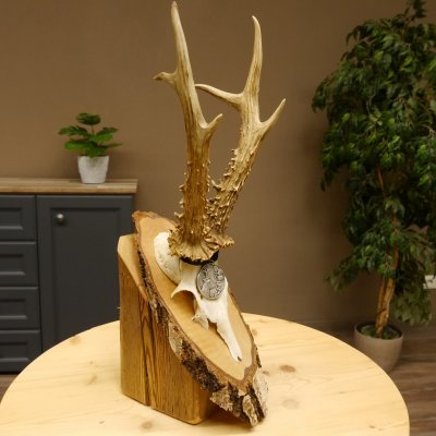 Rehgeweih Medaillenklasse Silber 385 g CIC 119,95 IP HL bis 27,5 cm hochkapitaler Bock Reh Geweih Gehörn Schild