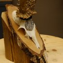 Rehgeweih Medaillenklasse Silber 385 g CIC 119,95 IP HL bis 27,5 cm hochkapitaler Bock Reh Geweih Gehörn Schild