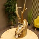 Rehgeweih Medaillenklasse Silber 385 g CIC 119,95 IP HL bis 27,5 cm hochkapitaler Bock Reh Geweih Gehörn Schild