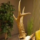 Rehgeweih Medaillenklasse Silber 385 g CIC 119,95 IP HL bis 27,5 cm hochkapitaler Bock Reh Geweih Gehörn Schild