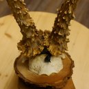 Rehgeweih Medaillenklasse Silber 385 g CIC 119,95 IP HL bis 27,5 cm hochkapitaler Bock Reh Geweih Gehörn Schild