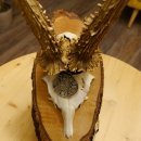 Rehgeweih Medaillenklasse Silber 385 g CIC 119,95 IP HL bis 27,5 cm hochkapitaler Bock Reh Geweih Gehörn Schild