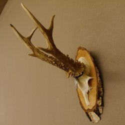 Rehgeweih Medaillenklasse Silber 385 g CIC 119,95 IP HL bis 27,5 cm hochkapitaler Bock Reh Geweih Gehörn Schild