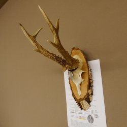 Rehgeweih Medaillenklasse Silber 385 g CIC 119,95 IP HL bis 27,5 cm hochkapitaler Bock Reh Geweih Gehörn Schild