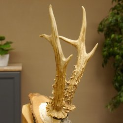 Rehgeweih Medaillenklasse Silber 385 g CIC 119,95 IP HL bis 27,5 cm hochkapitaler Bock Reh Geweih Gehörn Schild