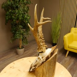 Rehgeweih Medaillenklasse Silber 385 g CIC 119,95 IP HL bis 27,5 cm hochkapitaler Bock Reh Geweih Gehörn Schild