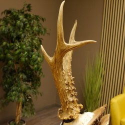 Rehgeweih Medaillenklasse Silber 385 g CIC 119,95 IP HL bis 27,5 cm hochkapitaler Bock Reh Geweih Gehörn Schild