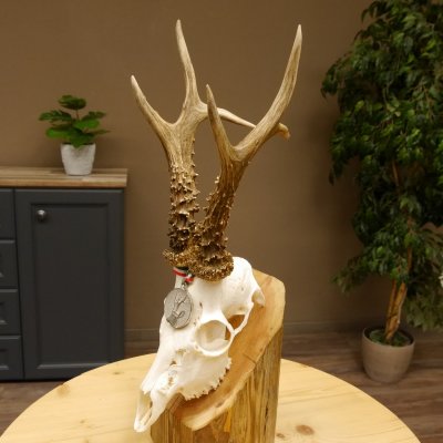 Rehgeweih Medaillenklasse Silber 514 g CIC 124,19 IP HL bis 26,2 cm hochkapitaler Bock Reh Geweih Gehörn