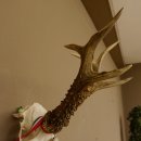 Rehgeweih Medaillenklasse Silber 514 g CIC 124,19 IP HL bis 26,2 cm hochkapitaler Bock Reh Geweih Gehörn