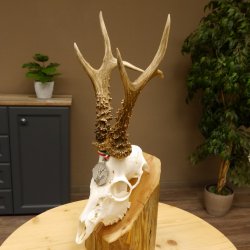 Rehgeweih Medaillenklasse Silber 514 g CIC 124,19 IP HL bis 26,2 cm hochkapitaler Bock Reh Geweih Gehörn