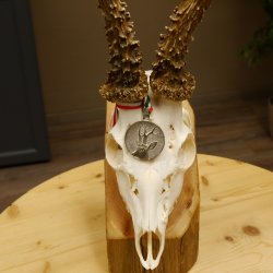 Rehgeweih Medaillenklasse Silber 514 g CIC 124,19 IP HL bis 26,2 cm hochkapitaler Bock Reh Geweih Gehörn