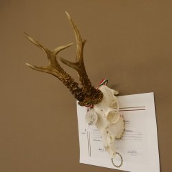 Rehgeweih Medaillenklasse Silber 514 g CIC 124,19 IP HL bis 26,2 cm hochkapitaler Bock Reh Geweih Gehörn