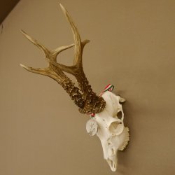 Rehgeweih Medaillenklasse Silber 514 g CIC 124,19 IP HL bis 26,2 cm hochkapitaler Bock Reh Geweih Gehörn