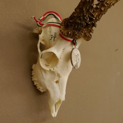 Rehgeweih Medaillenklasse Silber 514 g CIC 124,19 IP HL bis 26,2 cm hochkapitaler Bock Reh Geweih Gehörn