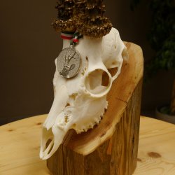 Rehgeweih Medaillenklasse Silber 514 g CIC 124,19 IP HL bis 26,2 cm hochkapitaler Bock Reh Geweih Gehörn